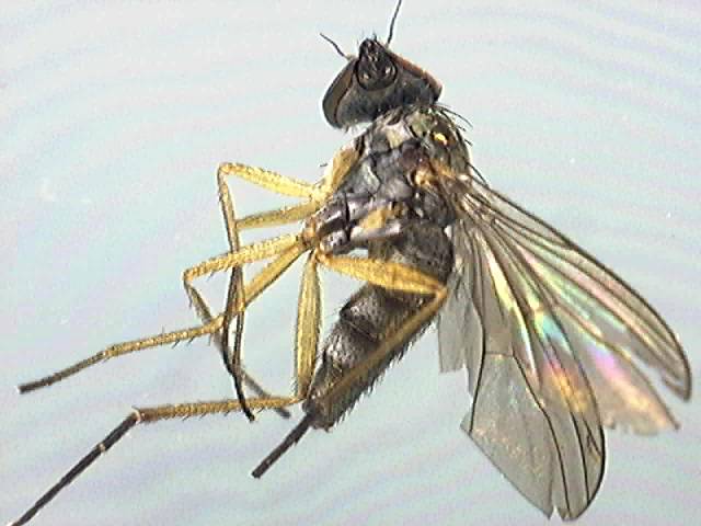 Argyra perplexa